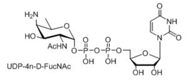 UDP-ǣUDP-D-XylNAcUDP-4n-D-FucNAcUDP-diBAcNAc