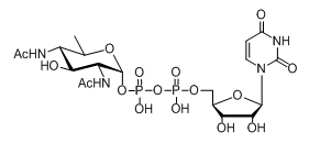UDP-ǣUDP-D-XylNAcUDP-4n-D-FucNAcUDP-diBAcNAc