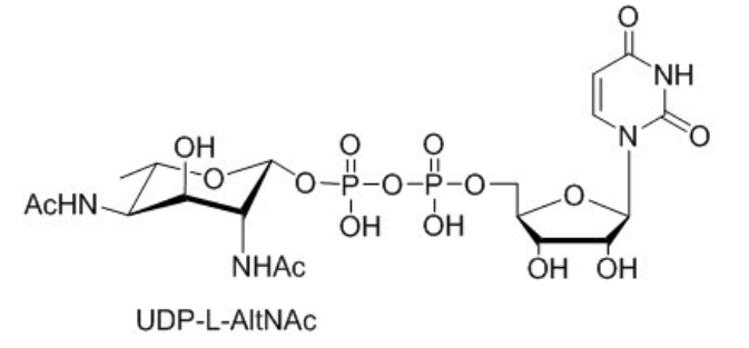 UDP-L-AltNAcUDP-L-PneNAcUDP-L-RhaNAc