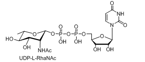 UDP-L-AltNAcUDP-L-PneNAcUDP-L-RhaNAc
