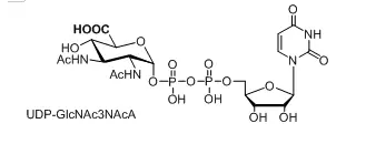 UDP-GlcNAc3NAcAUDP-N-ǰ(UDP-GlcNAc)(bio)ӛN-ǰ