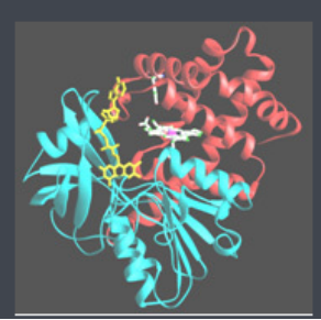 Ce6-Catalase ߲-^ø