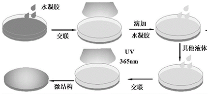 ʲݴ--Ӳ֬ᣬGA-COS-SAGlycyrrhetinic acid-Chitosan oligosaccharide-stearic acid