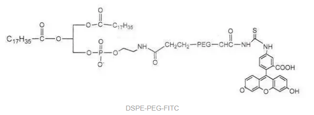 DSPE-PEG-FITC֬-Ҷ-ɹF(xin)ITC-PEG2000-DSPEHˮԺˮԵ֬PEGܗ