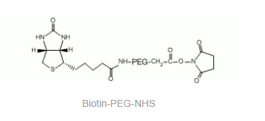 Biotin-PEG-NHS-Ҷ-NHS-PEG2000-BiotinPEGһN