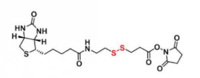 CAS:122266-55-1;Biotin-SS-NHS --