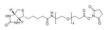 Biotin-PEG4-SPA459426-22-3Biotin-PEG4-NHS