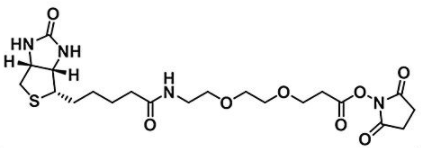 Biotin-PEG2-NHS ester596820-83-6ضҶ