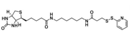 Biotin-HPDP129179-83-55-ɹ-