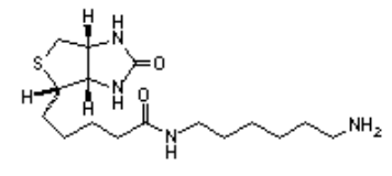 (+)-Biotinyl hexylamine+)-ؼ