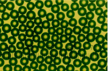 PSGɫɹ 10um (10mg/ml)۱ϩGɫɹ΢đ(yng)