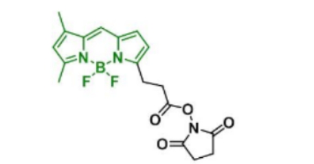 BDP FL NHS ester146616-66-2