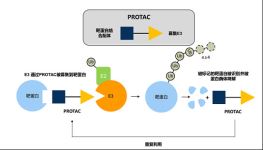 Protac|(zh)ǶϷӣb