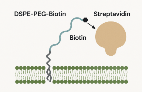 DSPE-PEG-Biotin c Streptavidin ĽY(ji)ϙC(j)