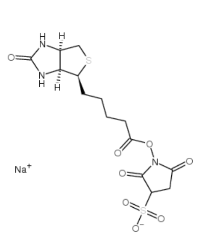  3--N-uc} 