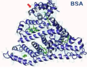 Ȳ-ţѪ׵|2-Octynoic Acid-BSA |2-OA-BSA